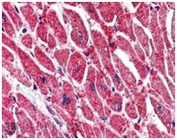 KPNA3, Goat, Polyclonal Antibody, Abnova 100 &mu;g | Buy Online | Abnova Corporation | Fisher Scientific