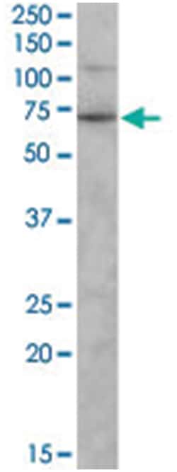 SNTG2, Goat, Polyclonal Antibody, Abnova 100 &mu;g | Buy Online | Abnova Corporation | Fisher Scientific