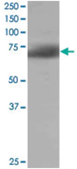 SH3BP1, Goat, Polyclonal Antibody, Abnova 100 &mu;g | Buy Online | Abnova Corporation | Fisher Scientific