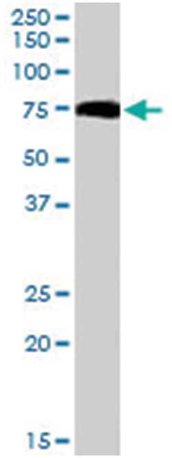USH1C, Goat, Polyclonal Antibody, Abnova 100&mu;g; Unlabeled:Antibodies,
