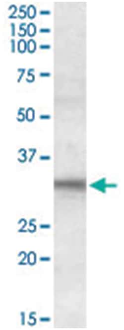 FHL2, Goat, Polyclonal Antibody, Abnova 100&mu;g; Unlabeled:Antibodies,
