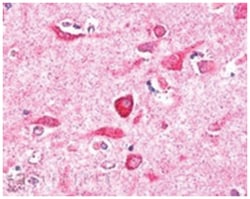 PITPNM3, Goat, Polyclonal Antibody, Abnova 100&mu;g; Unlabeled:Antibodies,