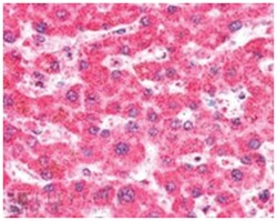 IFT74, Goat, Polyclonal Antibody, Abnova 100&mu;g; Unlabeled:Antibodies,