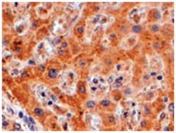 WDFY1, Goat, Polyclonal Antibody, Abnova 100&mu;g; Unlabeled:Antibodies,