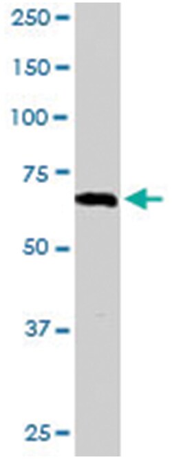 RGS14, Goat, Polyclonal Antibody, Abnova 100&mu;g; Unlabeled:Antibodies,