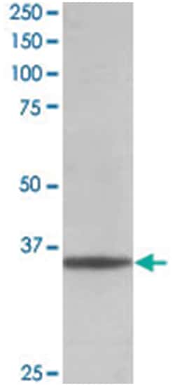 GAPDH Goat anti-Human, Mouse, Rat, Polyclonal Antibody, Abnova 100 &mu;g | Buy Online | Abnova Corporation | Fisher Scientific