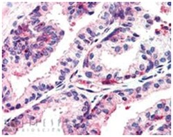 MSX1, Goat, Polyclonal Antibody, Abnova 100 &mu;g | Buy Online | Abnova Corporation | Fisher Scientific