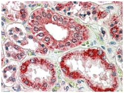 RANBP1, Goat, Polyclonal Antibody, Abnova 100 &mu;g | Buy Online | Abnova Corporation | Fisher Scientific