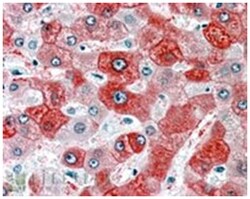 FTCD Goat anti-Human, Polyclonal Antibody, Abnova 100&mu;g; Unlabeled:Antibodies,