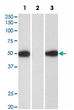 ACTA2, Goat, Polyclonal Antibody, Abnova 100&mu;g; Unlabeled:Antibodies,