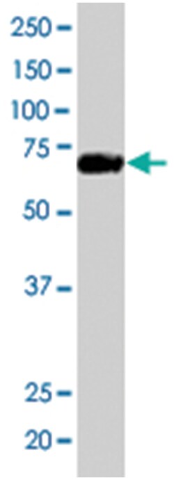FNBP1, Goat, Polyclonal Antibody, Abnova 100&mu;g; Unlabeled:Antibodies,