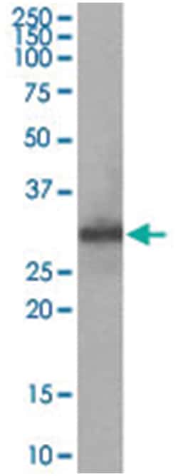 FHL1 Goat anti-Human, Mouse, Polyclonal Antibody, Abnova 100 &mu;g | Buy Online | Abnova Corporation | Fisher Scientific