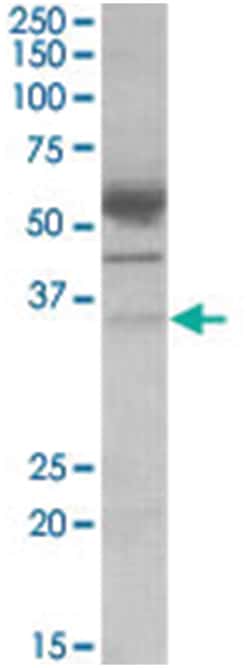 CD274, Goat, Polyclonal Antibody, Abnova 100 &mu;g | Buy Online | Abnova Corporation | Fisher Scientific