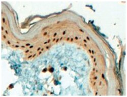 TFAP2C, Goat, Polyclonal Antibody, Abnova 100 &mu;g | Buy Online | Abnova Corporation | Fisher Scientific