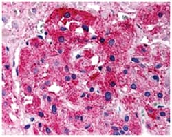 SEMA3E Goat anti-Human, Polyclonal Antibody, Abnova 100 &mu;g | Buy Online | Abnova Corporation | Fisher Scientific