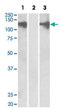 PUM2, Goat, Polyclonal Antibody, Abnova 100 &mu;g | Buy Online | Abnova Corporation | Fisher Scientific