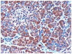 SERPINI2, Goat, Polyclonal Antibody, Abnova 100&mu;g; Unlabeled:Antibodies,