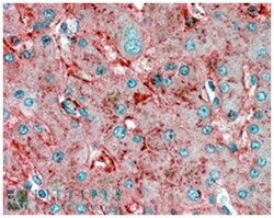 APOE Goat anti-Human, Polyclonal Antibody, Abnova 100&mu;g; Unlabeled:Antibodies,