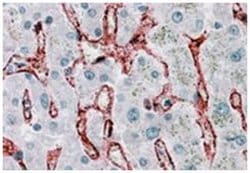 FCGR2B, Goat, Polyclonal Antibody, Abnova 100 &mu;g | Buy Online | Abnova Corporation | Fisher Scientific