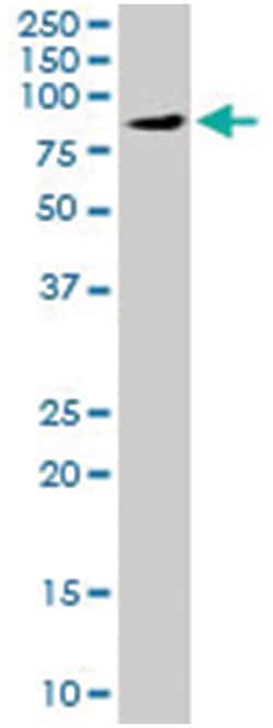 OSBP Goat anti-Human, Polyclonal Antibody, Abnova 100&mu;g; Unlabeled:Antibodies,
