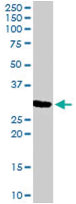 CTSF, Goat, Polyclonal Antibody, Abnova 100&mu;g; Unlabeled:Antibodies,