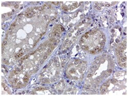 C10orf59 Goat anti-Human, Mouse, Polyclonal Antibody, Abnova 100 &mu;g | Buy Online | Abnova Corporation | Fisher Scientific