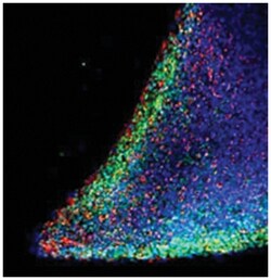 NANOG, Goat, Polyclonal Antibody, Abnova 100 &mu;g | Buy Online | Abnova Corporation | Fisher Scientific