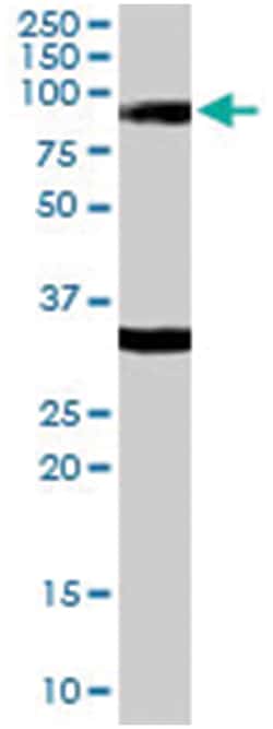 LDB3, Goat, Polyclonal Antibody, Abnova 100 &mu;g | Buy Online | Abnova Corporation | Fisher Scientific