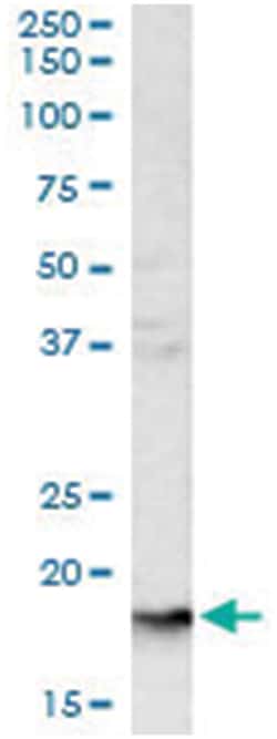 GYPA, Goat, Polyclonal Antibody, Abnova 100 &mu;g | Buy Online | Abnova Corporation | Fisher Scientific