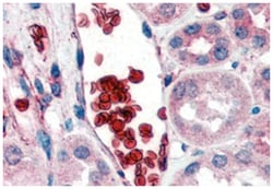 GYPA, Goat, Polyclonal Antibody, Abnova 100 &mu;g | Buy Online | Abnova Corporation | Fisher Scientific