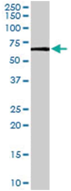 PDK1, Goat, Polyclonal Antibody, Abnova 100&mu;g; Unlabeled:Antibodies,