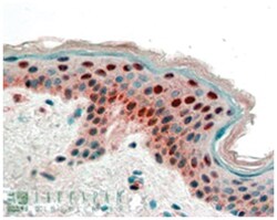 SFN, Goat, Polyclonal Antibody, Abnova 100&mu;g; Unlabeled:Antibodies,