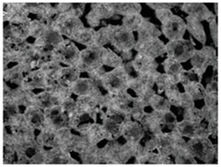 GAPDH Goat anti-Human, Mouse, Rat, Polyclonal Antibody, Abnova 100μg;