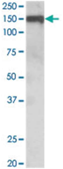 OMG, Goat, Polyclonal Antibody, Abnova 100&mu;g; Unlabeled:Antibodies,