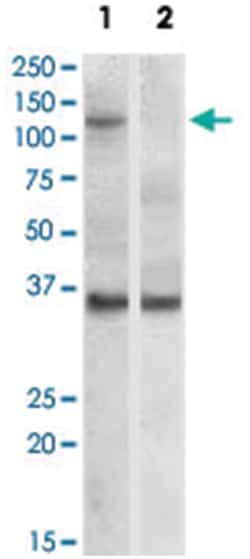 EIF2C1, Goat, Polyclonal Antibody, Abnova 100 &mu;g | Buy Online | Abnova Corporation | Fisher Scientific