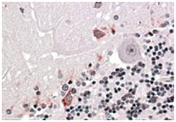 PRODH Goat anti-Human, Polyclonal Antibody, Abnova 100 &mu;g | Buy Online | Abnova Corporation | Fisher Scientific