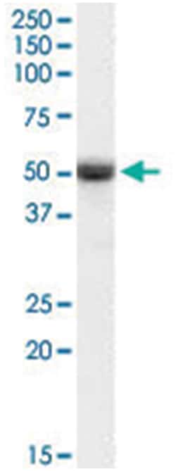 TRAF2, Goat, Polyclonal Antibody, Abnova 100 &mu;g | Buy Online | Abnova Corporation | Fisher Scientific