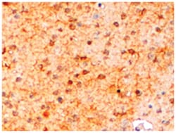 AIF1 Goat anti-Human, Polyclonal Antibody, Abnova 100 &mu;g | Buy Online | Abnova Corporation | Fisher Scientific