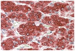 CYP17A1, Goat, Polyclonal Antibody, Abnova 100 &mu;g | Buy Online | Abnova Corporation | Fisher Scientific