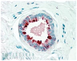 PIP, Goat, Polyclonal Antibody, Abnova 100 &mu;g | Buy Online | Abnova Corporation | Fisher Scientific
