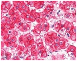 EXOC7, Goat, Polyclonal Antibody, Abnova 100&mu;g; Unlabeled:Anticuerpos