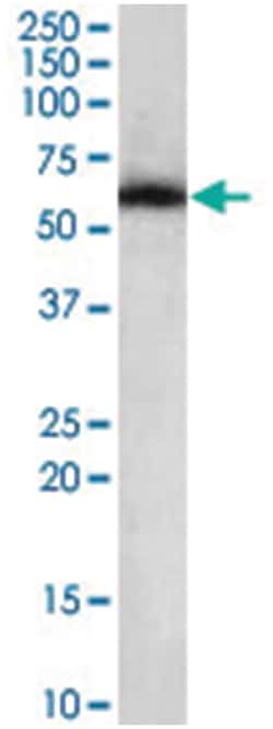 NONO, Goat, Polyclonal Antibody, Abnova 100&mu;g; Unlabeled:Antibodies,