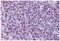 NONO, Goat, Polyclonal Antibody, Abnova 100&mu;g; Unlabeled:Antibodies,