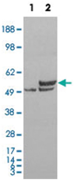 NONO, Goat, Polyclonal Antibody, Abnova 100&mu;g; Unlabeled:Antibodies,