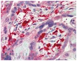 AIF1 Goat anti-Human, Polyclonal Antibody, Abnova 100 &mu;g | Buy Online | Abnova Corporation | Fisher Scientific