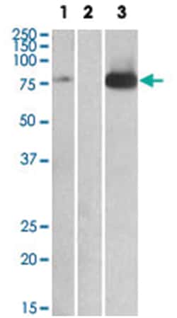 MAP3K7, Goat, Polyclonal Antibody, Abnova 100 &mu;g | Buy Online | Abnova Corporation | Fisher Scientific