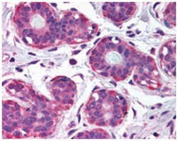 NET1 Goat anti-Human, Polyclonal Antibody, Abnova 100 &mu;g | Buy Online | Abnova Corporation | Fisher Scientific