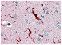 GPX1, Goat, Polyclonal Antibody, Abnova 100 &mu;g | Buy Online | Abnova Corporation | Fisher Scientific