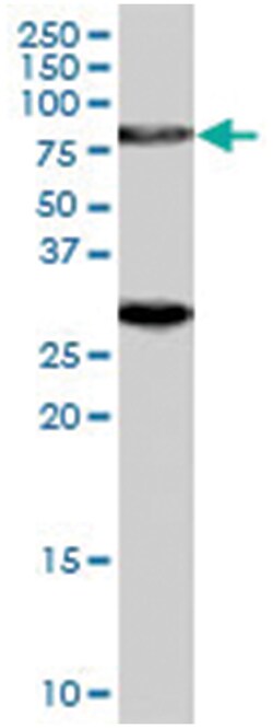 SV2A, Goat, Polyclonal Antibody, Abnova 100&mu;g; Unlabeled:Antibodies,