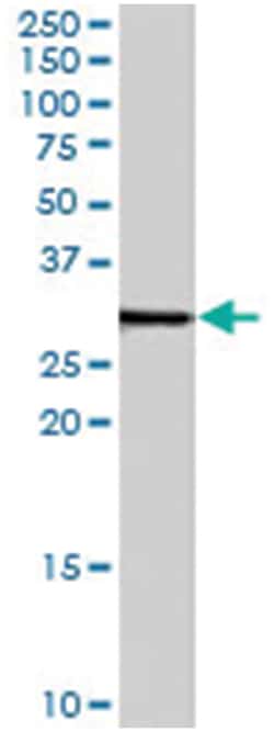 SDCBP, Goat, Polyclonal Antibody, Abnova 100&mu;g; Unlabeled:Antibodies,